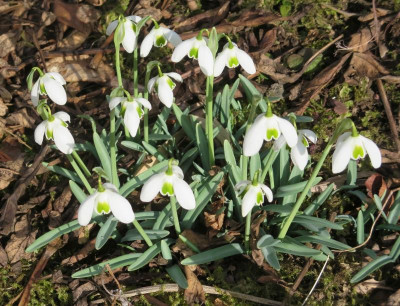 Galanthus 'Dionysus'_1734.jpg
