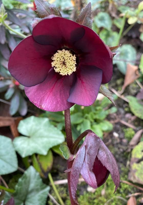 helleborus_16.2.20 (14).jpg