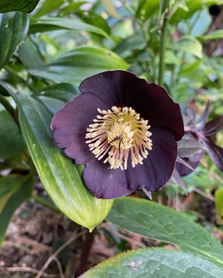 helleborus_16.2.20.jpg