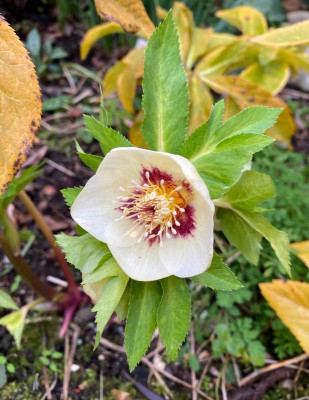 helleborus_16.2.20 (3).jpg