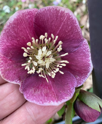 helleborus_16.2.20 (13).jpg