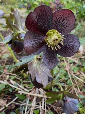 helleborus-dunkel-zeichnung_janke.jpg