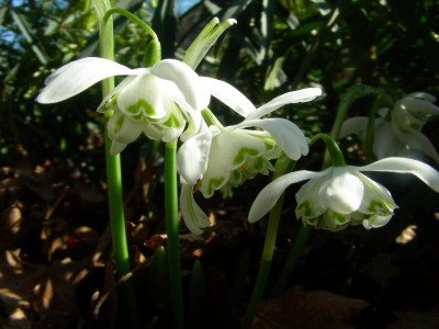 2012-03-01 Galanthus Major Pam 1. März 2012 DSCN9390.JPG
