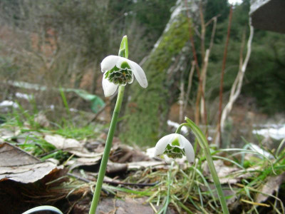 gefüllt [Bill Baker] DSCN5454.JPG