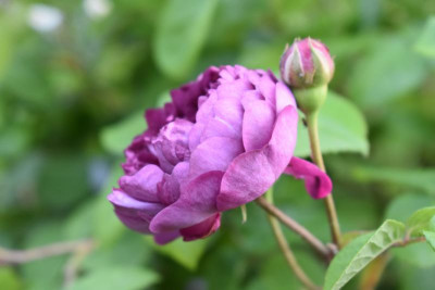rosen mai 19 021.JPG