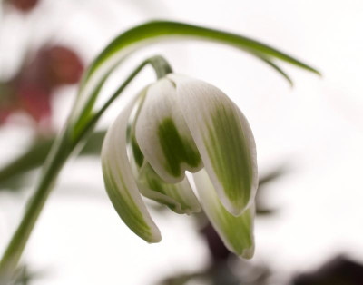 galanthus-doncaster-double-charmer.jpg