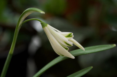 galanthus-bunch-monksilver.jpg