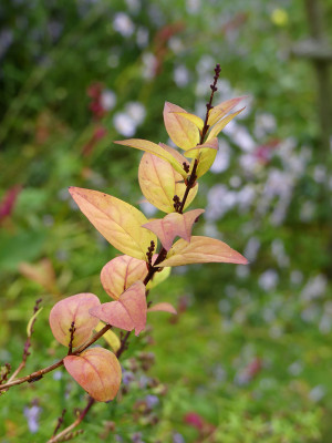 2019-10-02 Abeliophyllum distichum 1.jpg