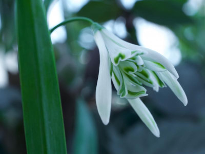 galanthus-bunch_ms_21.2.20.jpg