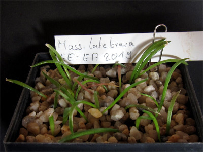Massonia-latebrosa-seedling.jpg