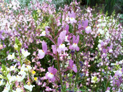linaria.jpg