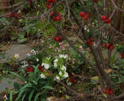 helleborus-viburnum-setigerum.jpg