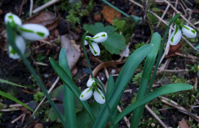 galanthus-south-hayes_21.2.20.jpg