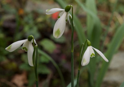 galanthus-seppel_21.2.20.jpg