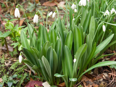 galanthus-baxendales-late_21.2.20.jpg