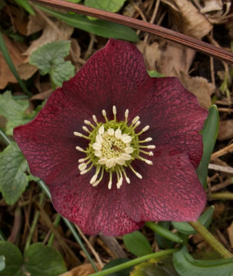 helleborus-rot-genetzt_21.2.20.jpg