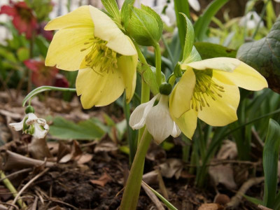 helleborus-sally_21.2.20.jpg