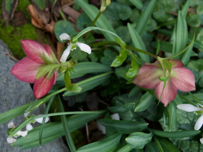 helleborus-rotrandig_21.2.20 (2).jpg