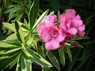 splendens_foliis_variegatis_Medium.JPG