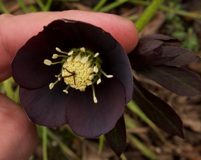 helleborus-dunkel_21.2.20.jpg