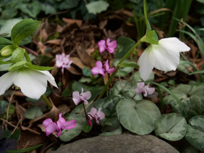 helleborus-cyclamen_21.2.20.jpg