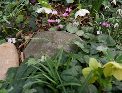 helleborus-cyclamen(2)_21.2.20.jpg