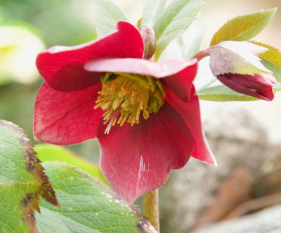 helleborus-klar-rot_21.2.20.jpg