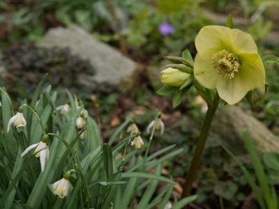 helleborus-gelb-aufrecht_blonde-inge_21.2.20.jpg