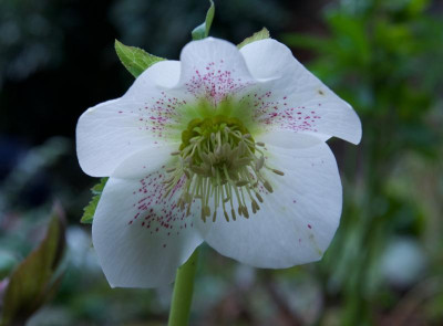 helleborus-weiss-speckled_21.2.20.jpg