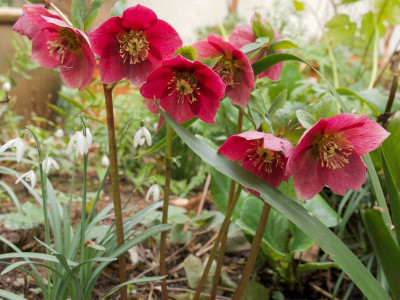 helleborus-gross-rot_21.2.20.jpg