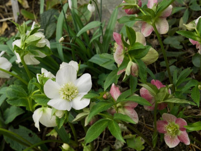 helleborus-weiss-und-rosagruen_21.2.20.jpg