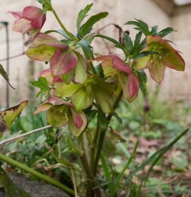 helleborus-hybrid-gruenrosa-21.2.20 (2).jpg