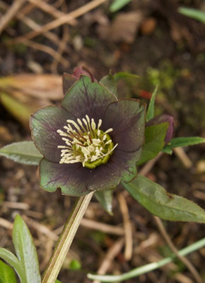helleborus-atrorubens_schwarz-gruen.jpg