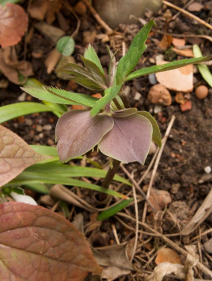 helleborus-purpurascens_simon_21.2.20.jpg