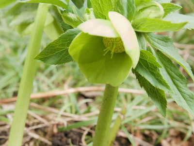 helleborus-slowenien-bavzon_21.2.20.jpg