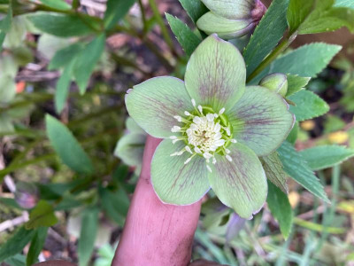 helleborus-viridis??_baeuerlein (2).jpg