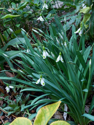 galanthus-the-wizard_21.2.20.jpg