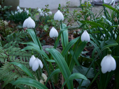 galanthus-e.a.bowles_21.2.20 (1).jpg
