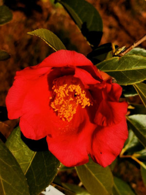 IMG_20200221_154624 Camellia chekiangoleosa.jpg