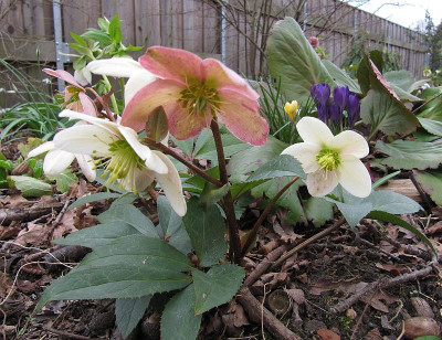 IMG_8724_Helleborus_Emma_22Febr2020_.jpg