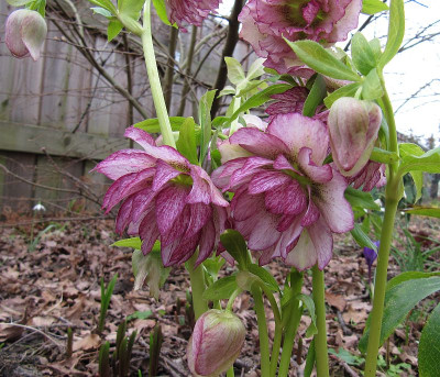 IMG_8712_Helleborus_m_22Febr2020_.jpg