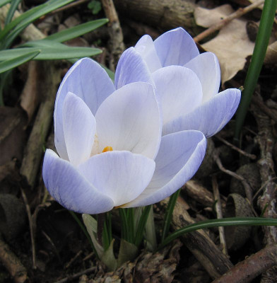 IMG_8696_Blue_Pearl_22Febr2020_.jpg