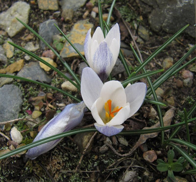 IMG_8752_Crocus_biflorus_ssp_weldenii_22Febr2020_.jpg