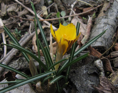 IMG_8758_Crocus_Fuscotinctus_22Febr2020_.jpg
