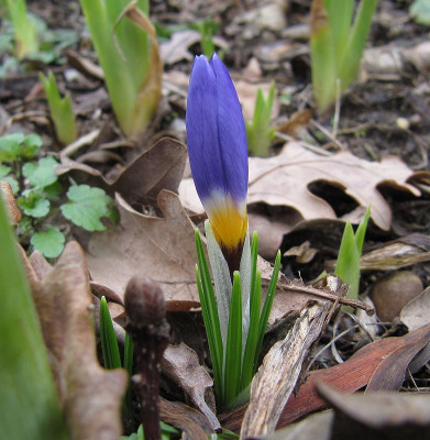 IMG_8763_Crocus_sieberi_Tricolor_22Febr2020_.jpg