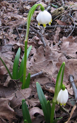 IMG_8779_Maerzbecher_W_22Febr2020_.jpg