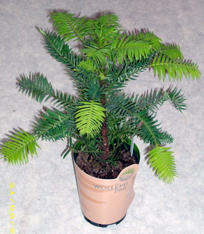 M_WollemiPine.JPG