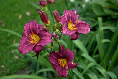 Taglilie0407.jpg
