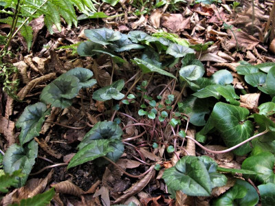 chederi1.img.JPG