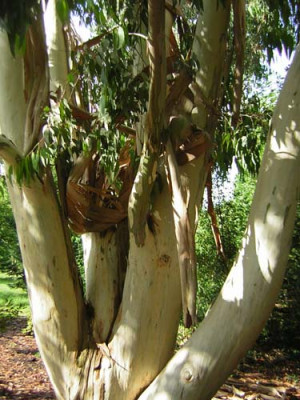 77Eucalyptus_dalrymp.jpg